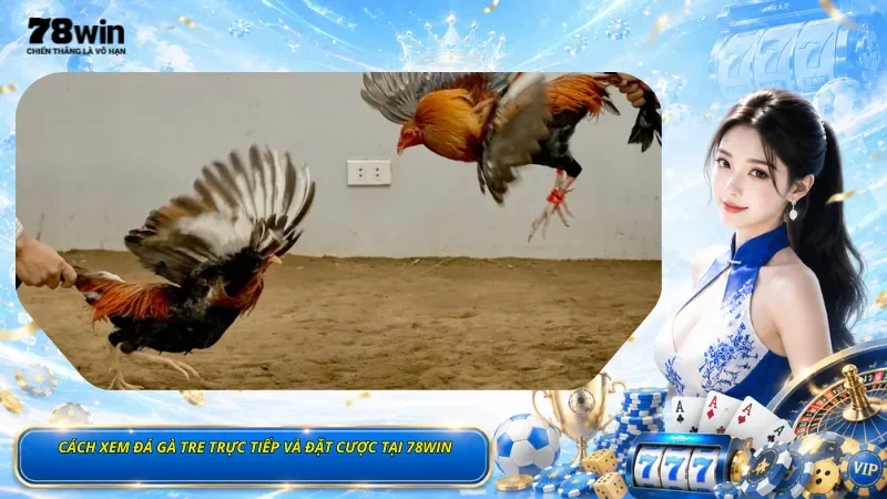 Cách Xem Đá Gà Tre Trực Tiếp Và Đặt Cược Tại 78Win