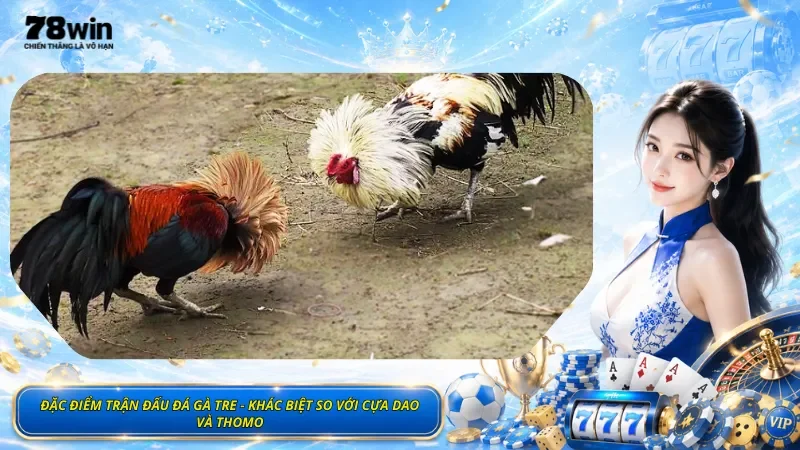 Đặc Điểm Trận Đấu Đá Gà Tre - Khác Biệt So Với Cựa Dao Và Thomo