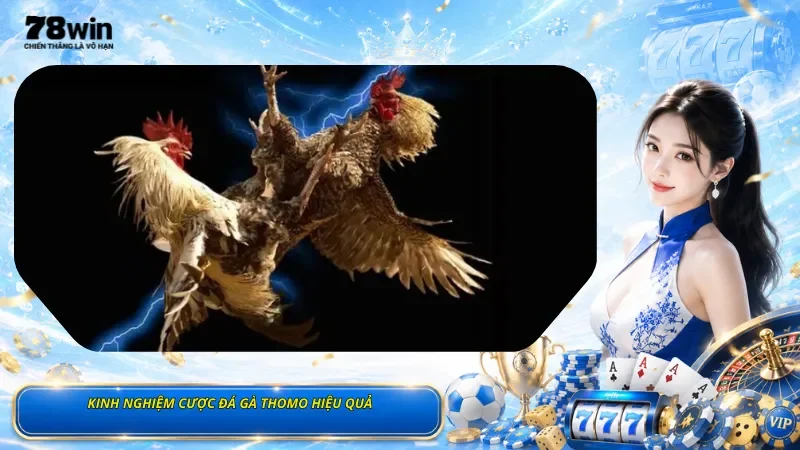 Kinh Nghiệm Cược Đá Gà Thomo Hiệu Quả