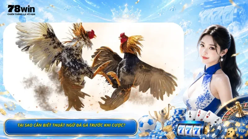 Tại Sao Cần Biết Thuật Ngữ Đá Gà Trước Khi Cược?
